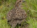 Gray-winged Francolin - R34, Vrede ZA-Free State (-27.4394,29.1351), Free State, South Africa, Dec 5, 2024 Gray-winged Francolin - R34, Vrede ZA-Free State (-27.4394,29.1351), Free State, South Africa, Dec 5, 2024