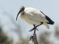 African Sacred Ibis - Intaka Island, Western Cape, South Africa, Nov 23, 2024 African Sacred Ibis - Intaka Island, Western Cape, South Africa, Nov 23, 2024