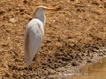 Western Cattle-Egret - Marrick Safari, Northern Cape, South Africa, Dec 4, 2024 Western Cattle-Egret - Marrick Safari, Northern Cape, South Africa, Dec 4, 2024