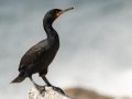 Cape Cormorant - Stony Point--Penguin Colony, Western Cape, ZA on Tue Nov 26, 2024 Cape Cormorant - Stony Point--Penguin Colony, Western Cape, ZA on Tue Nov 26, 2024