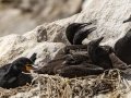 Cape Cormorant - Stony Point--Penguin Colony, Western Cape, ZA on Tue Nov 26, 2024 Cape Cormorant - Stony Point--Penguin Colony, Western Cape, ZA on Tue Nov 26, 2024