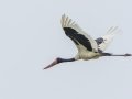 Saddlle-billed Stork - iSimangaliso WP--Western Shores, Kwazulu-Natal, South Africa, Dec 9, 2024 Saddlle-billed Stork - iSimangaliso WP--Western Shores, Kwazulu-Natal, South Africa, Dec 9, 2024