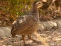 Cape Spurfowl - Intaka Island, Western Cape, South Africa, Nov 23, 2024 Cape Spurfowl - Intaka Island, Western Cape, South Africa, Nov 23, 2024