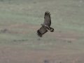 African Harrier-Hawk - R543, Vrede ZA-Free State -27.42663, 29.25494, Free State, South Africa, Dec 5, 2024 African Harrier-Hawk - R543, Vrede ZA-Free State -27.42663, 29.25494, Free State, South Africa, Dec 5, 2024