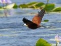 African Jacana - Mpempe Pan, Kwazulu-Natal, South Africa, Dec 8, 2024