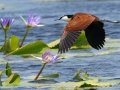 African Jacana - Mpempe Pan, Kwazulu-Natal, South Africa, Dec 8, 2024 African Jacana - Mpempe Pan, Kwazulu-Natal, South Africa, Dec 8, 2024