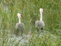 Wattled Crane - Pevensey Road, Dr. Nkosazana Dlamini Zuma ZA-KwaZulu-Natal (-29.7522,29.5799), Kwazulu-Natal, South Africa, Dec 13 2024 Wattled Crane - Pevensey Road, Dr. Nkosazana Dlamini Zuma ZA-KwaZulu-Natal (-29.7522,29.5799), Kwazulu-Natal, South Africa, Dec 13 2024