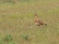 White-bellied Bustard - Mkhondo Rural, Piet Retief ZA-Mpumalanga -27.17510, 30.39599, Mpumalanga , South Africa, Dec 7, 2024 White-bellied Bustard - Mkhondo Rural, Piet Retief ZA-Mpumalanga -27.17510, 30.39599, Mpumalanga , South Africa, Dec 7, 2024