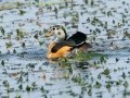 African Pygmy-Goose - Mpempe Pan, Kwazulu-Natal, South Africa, Dec 8, 2024 African Pygmy-Goose - Mpempe Pan, Kwazulu-Natal, South Africa, Dec 8, 2024