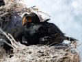 Crowned Cormorant - Stony Point--Penguin Colony, Western Cape, ZA on Tue Nov 26, 2024 Crowned Cormorant - Stony Point--Penguin Colony, Western Cape, ZA on Tue Nov 26, 2024