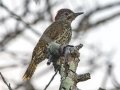 Knysna Woodppecker - De Hoop Nature Reserve, Cape Agulhas ZA-Western Cape (-34.4467,20.4223), Western Cape, ZA on Wed Nov 27, 2024 Knysna Woodppecker - De Hoop Nature Reserve, Cape Agulhas ZA-Western Cape (-34.4467,20.4223), Western Cape, ZA on Wed Nov 27, 2024
