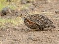 Shellys Francolin - iSimangaliso WP--Western Shores, Kwazulu-Natal, South Africa, Dec 9, 2024 Shellys Francolin - iSimangaliso WP--Western Shores, Kwazulu-Natal, South Africa, Dec 9, 2024