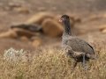 Swainsons Spurfowl - R543, Vrede ZA-Free State -27.42663, 29.25494, Free State, South Africa, Dec 5, 2024 Swainsons Spurfowl - R543, Vrede ZA-Free State -27.42663, 29.25494, Free State, South Africa, Dec 5, 2024