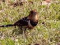 Crested Barbet - Pongola Nature Reserve, Pongola ZA-KwaZulu-Natal -27.32294, 31.89587, KwaZulu-Natal, South Africa, Dec 7, 2024 Crested Barbet - Pongola Nature Reserve, Pongola ZA-KwaZulu-Natal -27.32294, 31.89587, KwaZulu-Natal, South Africa, Dec 7, 2024