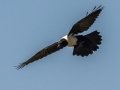 Pied Crow - Intaka Island, Western Cape, South Africa, Nov 23, 2024 Pied Crow - Intaka Island, Western Cape, South Africa, Nov 23, 2024