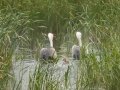 Wattled Crane - Pevensey Road, Dr. Nkosazana Dlamini Zuma ZA-KwaZulu-Natal (-29.7522,29.5799), Kwazulu-Natal, South Africa, Dec 13 2024 Wattled Crane - Pevensey Road, Dr. Nkosazana Dlamini Zuma ZA-KwaZulu-Natal (-29.7522,29.5799), Kwazulu-Natal, South Africa, Dec 13 2024