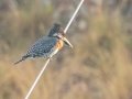 Giant Kingfisher - Malagas Hotel (Breede River) -34.30051, 20.58797, Western Cape, ZA on Thu Nov 28, 2024 Giant Kingfisher - Malagas Hotel (Breede River) -34.30051, 20.58797, Western Cape, ZA on Thu Nov 28, 2024