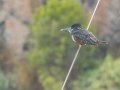 Giant Kingfisher - Malagas Hotel (Breede River) -34.30051, 20.58797, Western Cape, ZA on Thu Nov 28, 2024 Giant Kingfisher - Malagas Hotel (Breede River) -34.30051, 20.58797, Western Cape, ZA on Thu Nov 28, 2024
