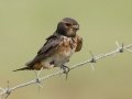 South African Swallow - R543, Volksrust ZA-Mpumalanga (-27.3808,29.6268), , Mpumalanga , South Africa, Dec 5, 2024 South African Swallow - R543, Volksrust ZA-Mpumalanga (-27.3808,29.6268), , Mpumalanga , South Africa, Dec 5, 2024