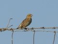 Southern Red Bishop - Cedara Agricultural College -29.54664, 30.25764, Kwazulu-Natal, ZA, Dec 12, 2024 Southern Red Bishop - Cedara Agricultural College -29.54664, 30.25764, Kwazulu-Natal, ZA, Dec 12, 2024