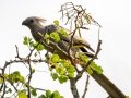 Gray Go-away-bird - Pongola Nature Reserve, Pongola ZA-KwaZulu-Natal -27.32294, 31.89587, KwaZulu-Natal , South Africa, Dec 7, 2024 Gray Go-away-bird - Pongola Nature Reserve, Pongola ZA-KwaZulu-Natal -27.32294, 31.89587, KwaZulu-Natal , South Africa, Dec 7, 2024
