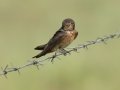 South African Swallow - R543, Volksrust ZA-Mpumalanga (-27.3808,29.6268), , Mpumalanga , South Africa, Dec 5, 2024 South African Swallow - R543, Volksrust ZA-Mpumalanga (-27.3808,29.6268), , Mpumalanga , South Africa, Dec 5, 2024