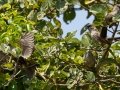 Arrow-marked Babbler - Mpempe Pan, Kwazulu-Natal, South Africa, Dec 8, 2024 Arrow-marked Babbler - Mpempe Pan, Kwazulu-Natal, South Africa, Dec 8, 2024