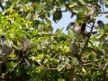 Arrow-marked Babbler - Mpempe Pan, Kwazulu-Natal, South Africa, Dec 8, 2024 Arrow-marked Babbler - Mpempe Pan, Kwazulu-Natal, South Africa, Dec 8, 2024