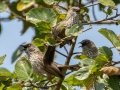 Arrow-marked Babbler - Mpempe Pan, Kwazulu-Natal, South Africa, Dec 8, 2024 Arrow-marked Babbler - Mpempe Pan, Kwazulu-Natal, South Africa, Dec 8, 2024