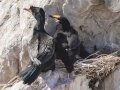 Crowned Cormorants - Stony Point--Penguin Colony, Western Cape, ZA on Tue Nov 26, 2024 Crowned Cormorants - Stony Point--Penguin Colony, Western Cape, ZA on Tue Nov 26, 2024