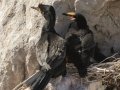 Crowned Cormorants - Stony Point--Penguin Colony, Western Cape, ZA on Tue Nov 26, 2024 Crowned Cormorants - Stony Point--Penguin Colony, Western Cape, ZA on Tue Nov 26, 2024
