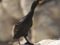 Cape Cormorant - Stony Point--Penguin Colony, Western Cape, ZA on Tue Nov 26, 2024 Cape Cormorant - Stony Point--Penguin Colony, Western Cape, ZA on Tue Nov 26, 2024