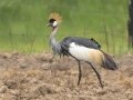 Gray Crowned-Crane - Sani Pass Road, Dr. Nkosazana Dlamini Zuma ZA-KZN -29.62098, 29.38952, Kwazulu-Natal, South Africa, Dec 13, 2024 Gray Crowned-Crane - Sani Pass Road, Dr. Nkosazana Dlamini Zuma ZA-KZN -29.62098, 29.38952, Kwazulu-Natal, South Africa, Dec 13, 2024