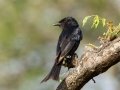 Fork-tailed Drongo - Pongola Nature Reserve, Pongola ZA-KwaZulu-Natal -27.32294, 31.89587, KwaZulu-Natal, South Africa, Dec 7, 2024 Fork-tailed Drongo - Pongola Nature Reserve, Pongola ZA-KwaZulu-Natal -27.32294, 31.89587, KwaZulu-Natal, South Africa, Dec 7, 2024