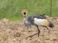 Gray Crowned-Crane - Sani Pass Road, Dr. Nkosazana Dlamini Zuma ZA-KZN -29.62098, 29.38952, Kwazulu-Natal, South Africa, Dec 13, 2024 Gray Crowned-Crane - Sani Pass Road, Dr. Nkosazana Dlamini Zuma ZA-KZN -29.62098, 29.38952, Kwazulu-Natal, South Africa, Dec 13, 2024