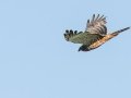 African Marsh Harrier - Karkloof Road (P141), Howick ZA-KZN -29.36934, 30.25997, Kwazulu-Natal, ZA, Dec 12, 2024 African Marsh Harrier - Karkloof Road (P141), Howick ZA-KZN -29.36934, 30.25997, Kwazulu-Natal, ZA, Dec 12, 2024