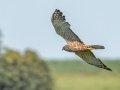 African Marsh Harrier - Karkloof Road (P141), Howick ZA-KZN -29.36934, 30.25997, Kwazulu-Natal, ZA, Dec 12, 2024 African Marsh Harrier - Karkloof Road (P141), Howick ZA-KZN -29.36934, 30.25997, Kwazulu-Natal, ZA, Dec 12, 2024