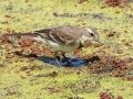 Cape Wagtail - Intaka Island, Western Cape, South Africa, Nov 23, 2024 Cape Wagtail - Intaka Island, Western Cape, South Africa, Nov 23, 2024