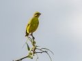 Yellow-fronted Canary - Pongola Nature Reserve, Pongola ZA-KwaZulu-Natal -27.32294, 31.89587, KwaZulu-Natal, South Africa, Dec 7, 2024 Yellow-fronted Canary - Pongola Nature Reserve, Pongola ZA-KwaZulu-Natal -27.32294, 31.89587, KwaZulu-Natal, South Africa, Dec 7, 2024