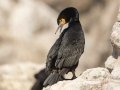 Cape Cormorant - Stony Point--Penguin Colony, Western Cape, ZA on Tue Nov 26, 2024 Cape Cormorant - Stony Point--Penguin Colony, Western Cape, ZA on Tue Nov 26, 2024