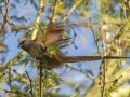 Speckled Mousebird - Swellendam Rural, Barrydale - Swellendam ZA-Western Cape -34.31011, 20.54173, Western Cape, ZA on Thu Nov 28, 2024 Speckled Mousebird - Swellendam Rural, Barrydale - Swellendam ZA-Western Cape -34.31011, 20.54173, Western Cape, ZA on Thu Nov 28, 2024