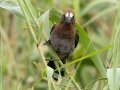 Grosbeak Weaver - St. Lucia Bridge, iSimangaliso Wetland Park, Mtubatuba ZA-KZN -28.36998, 32.40987, KwaZulu-Natal , South Africa, Dec 9, 2024 Grosbeak Weaver - St. Lucia Bridge, iSimangaliso Wetland Park, Mtubatuba ZA-KZN -28.36998, 32.40987, KwaZulu-Natal , South Africa, Dec 9, 2024