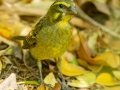 Cape Canary - Intaka Island, Western Cape, South Africa, Nov 23, 2024 Cape Canary - Intaka Island, Western Cape, South Africa, Nov 23, 2024