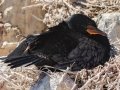 Crowned Cormorant - Stony Point--Penguin Colony, Western Cape, ZA on Tue Nov 26, 2024 Crowned Cormorant - Stony Point--Penguin Colony, Western Cape, ZA on Tue Nov 26, 2024