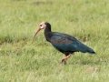 Southern Bald Ibis - R543, Volksrust ZA-Mpumalanga (-27.3808,29.6268), , Mpumalanga , South Africa, Dec 5, 2024 Southern Bald Ibis - R543, Volksrust ZA-Mpumalanga (-27.3808,29.6268), , Mpumalanga , South Africa, Dec 5, 2024