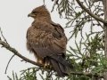 Wahlbergs Eagle- Midmar Nature Reserve, Howick ZA-KwaZulu-Natal -29.48860, 30.19191, Kwazulu-Natal, South Africa, Dec 14, 2024 Wahlbergs Eagle- Midmar Nature Reserve, Howick ZA-KwaZulu-Natal -29.48860, 30.19191, Kwazulu-Natal, South Africa, Dec 14, 2024