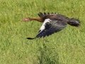 Spur-winged Goose - Cedara Agricultural College -29.54664, 30.25764, Kwazulu-Natal, South Africa, Dec 12, 2024 Spur-winged Goose - Cedara Agricultural College -29.54664, 30.25764, Kwazulu-Natal, South Africa, Dec 12, 2024
