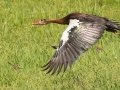 Spur-winged Goose - Cedara Agricultural College -29.54664, 30.25764, Kwazulu-Natal, South Africa, Dec 12, 2024 Spur-winged Goose - Cedara Agricultural College -29.54664, 30.25764, Kwazulu-Natal, South Africa, Dec 12, 2024