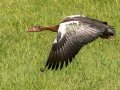 Spur-winged Goose - Cedara Agricultural College -29.54664, 30.25764, Kwazulu-Natal, South Africa, Dec 12, 2024 Spur-winged Goose - Cedara Agricultural College -29.54664, 30.25764, Kwazulu-Natal, South Africa, Dec 12, 2024