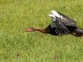 Spur-winged Goose - Cedara Agricultural College -29.54664, 30.25764, Kwazulu-Natal, ZA, Dec 12, 2024 Spur-winged Goose - Cedara Agricultural College -29.54664, 30.25764, Kwazulu-Natal, ZA, Dec 12, 2024